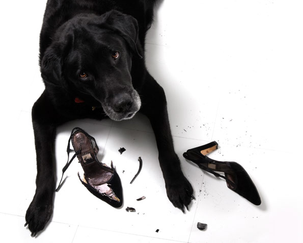 black dog chewed up a high heel