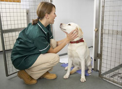 technician checking the dog