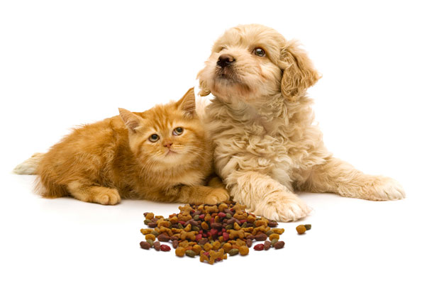 puppy and kitten with their snack in front