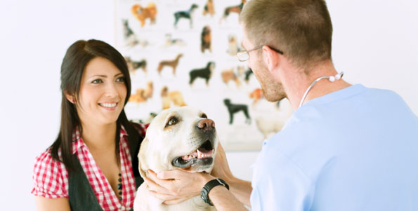 veterinarian checking his dog patient