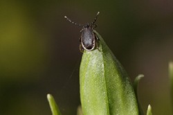 Tick on plant