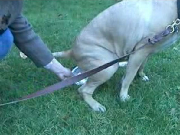 Female dog peeing into a box