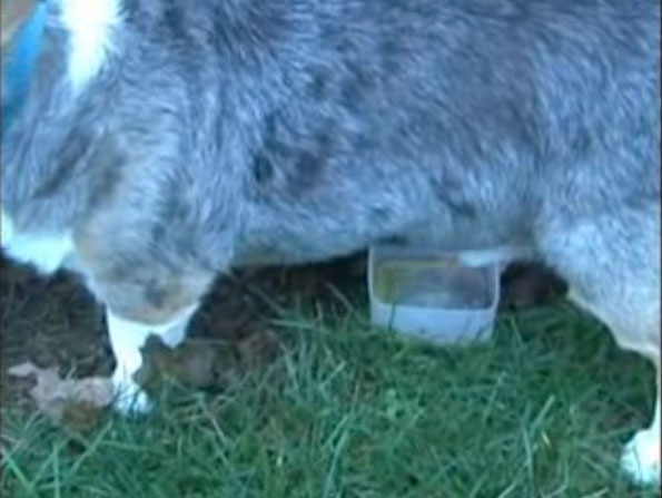 Male dog peeing into a box