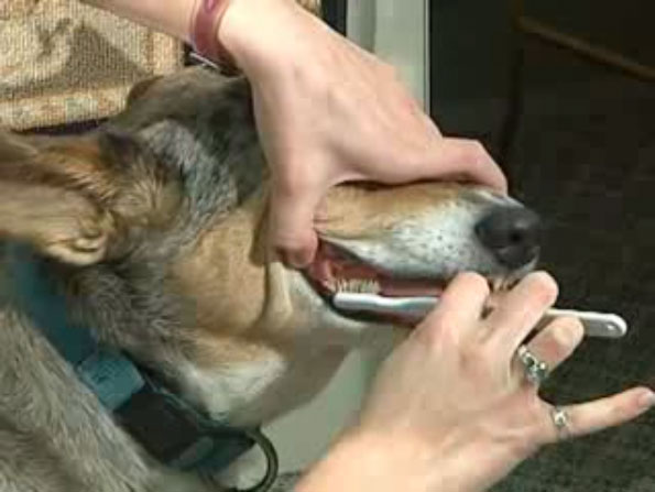 brushing dog's teeth