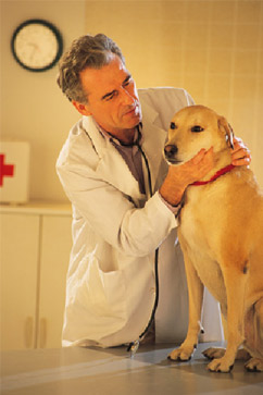 veterinarian is checking up on dog