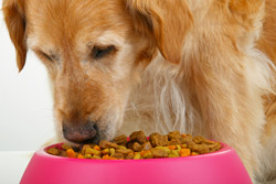 a dog is eating canine food