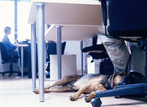 dog laying down under owner's office desk