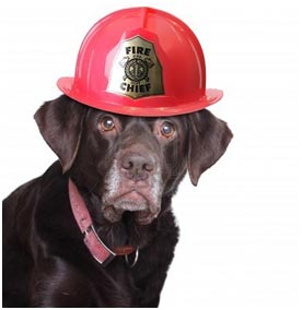 dog wearing a fire marshals hat