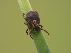 tick on plant