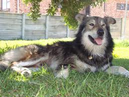 Charlie the dog is sitting on grass under the shade