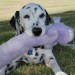 Daisy the dog sitting on grass and holding purple toy in her mouth