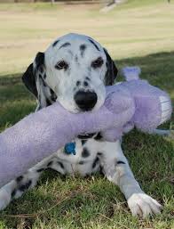 Daisy the dog sitting on grass and holding purple toy in her mouth