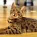 Jay the cat seating on wooden floor