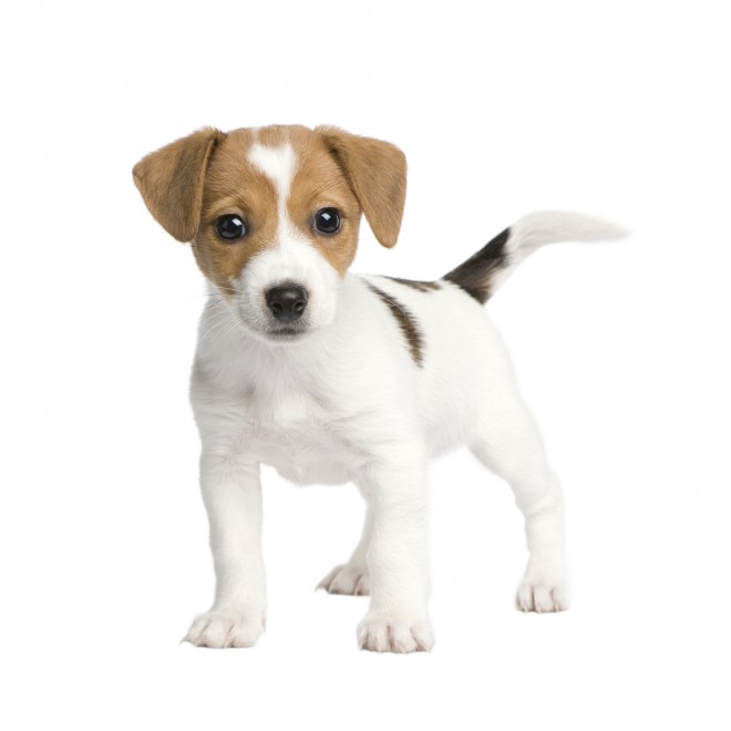 russell puppy standing with white background