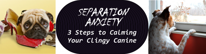 Seperation anxiety flyer