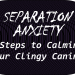 Seperation anxiety flyer