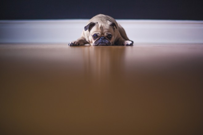 SAD PUG