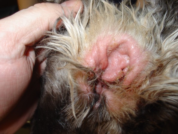 Resistant Ear Infections Case of the Week from Dr. John Glauser Bucksburn Veterinary Hospital