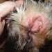 Picture showing Otitis