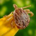 Close up picture of a tick