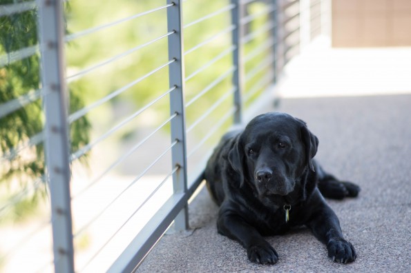 Picture of a black lab