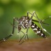 mosquito biting an animal