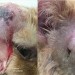 cat abscess before after