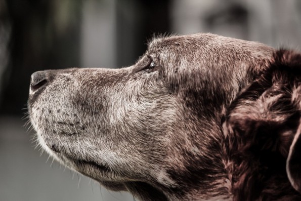 Close up of a dog looking at the sun