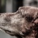 Close up of a dog looking at the sun