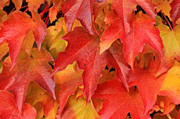 red and yellow maple leaves in the fall