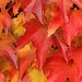 red and yellow maple leaves in the fall