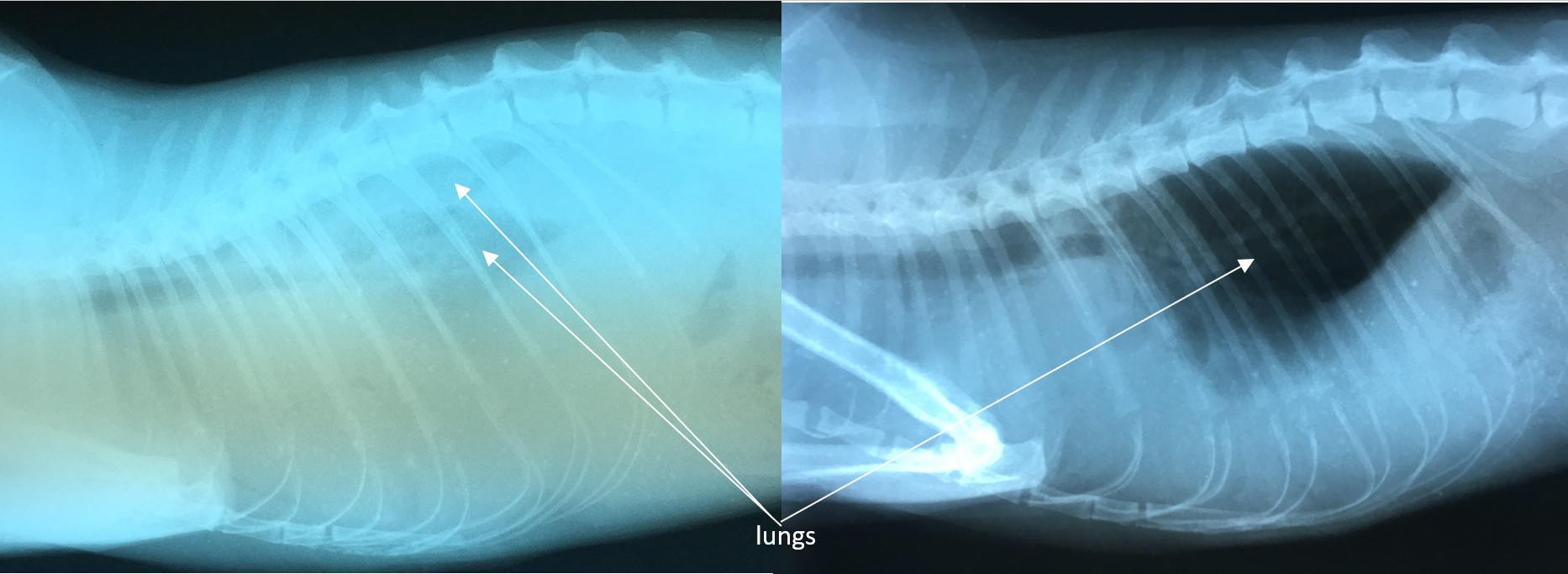 Pleural Effusion Cat Ultrasound Cats Have Swanson - vrogue.co