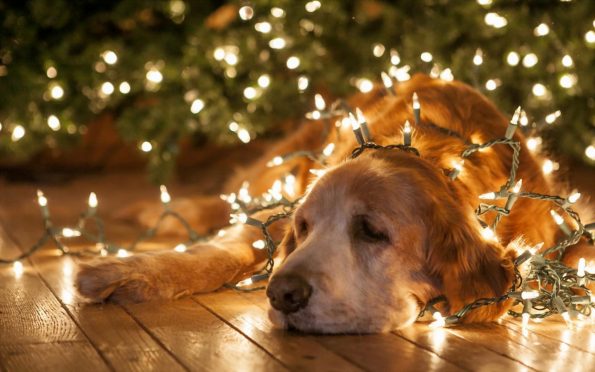 dog with Christmas light