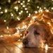 dog with Christmas light